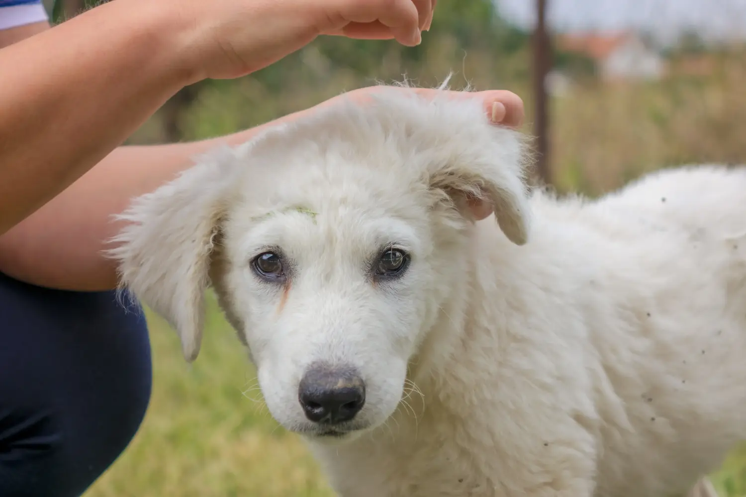 Buying a Kuvasz puppy means taking responsibility! Buy Kuvasz puppies.