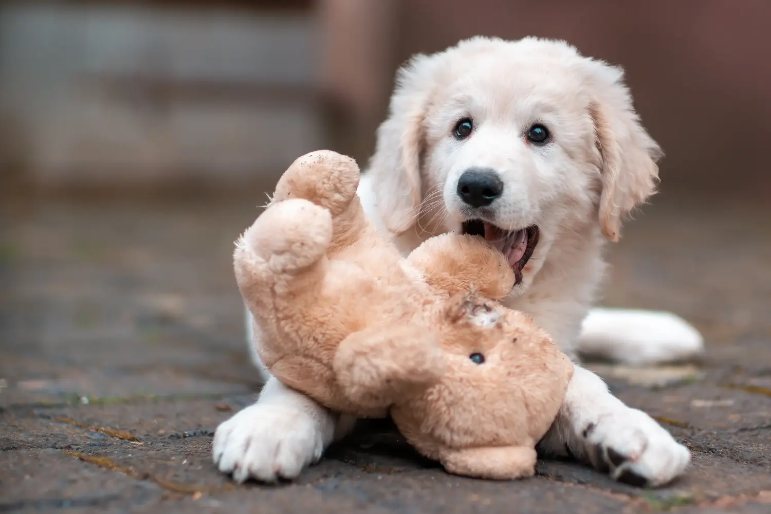 Buying a Kuvasz puppy means taking responsibility! Buy Kuvasz puppies.