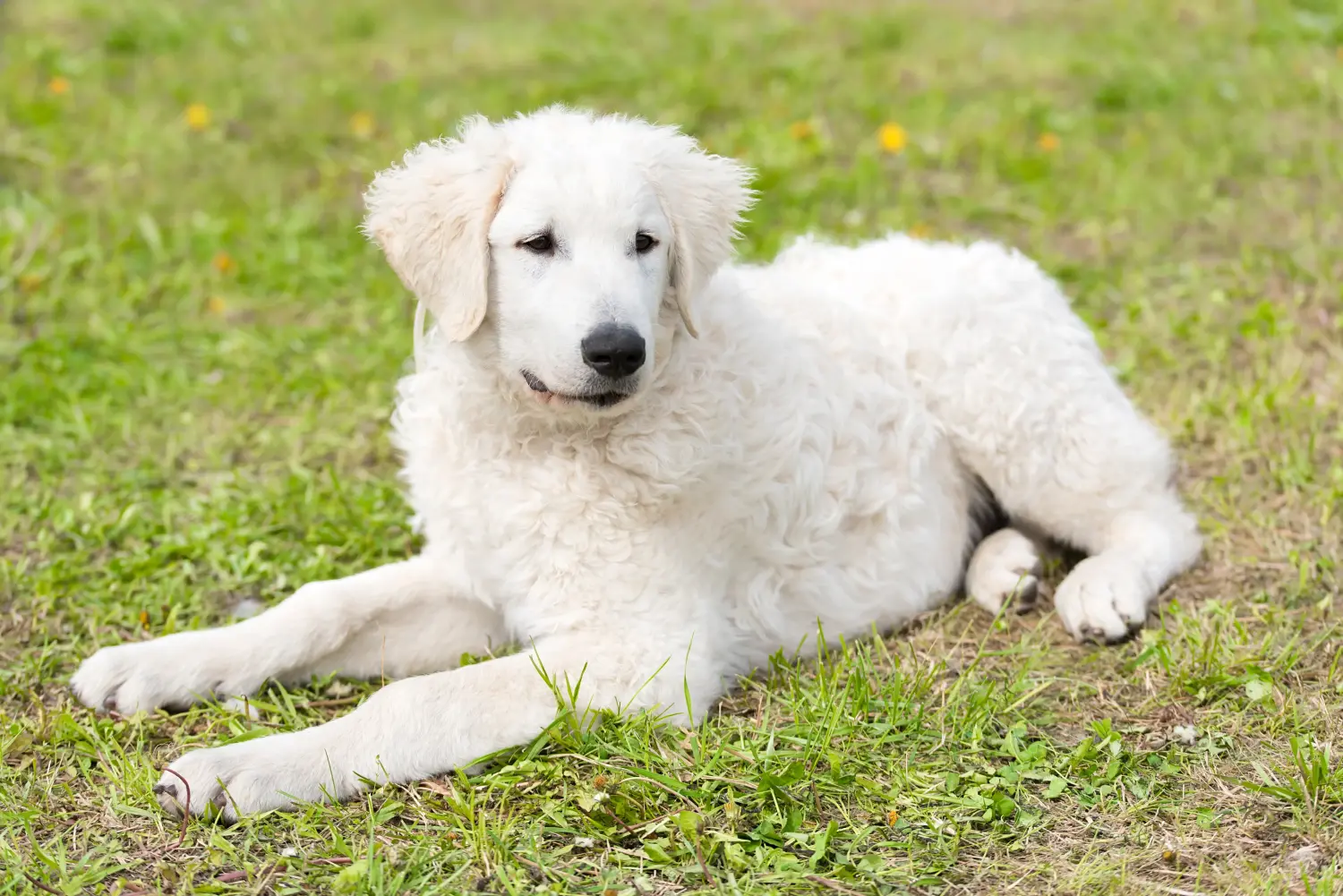 Buying a Kuvasz puppy means taking responsibility! Buy Kuvasz puppies.
