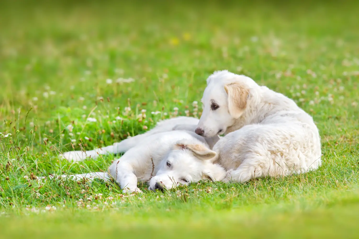 Buying a Kuvasz puppy means taking responsibility! Buy Kuvasz puppies.