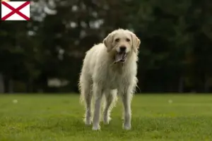 Read more about the article Labradoodle breeders and puppies in Alabama