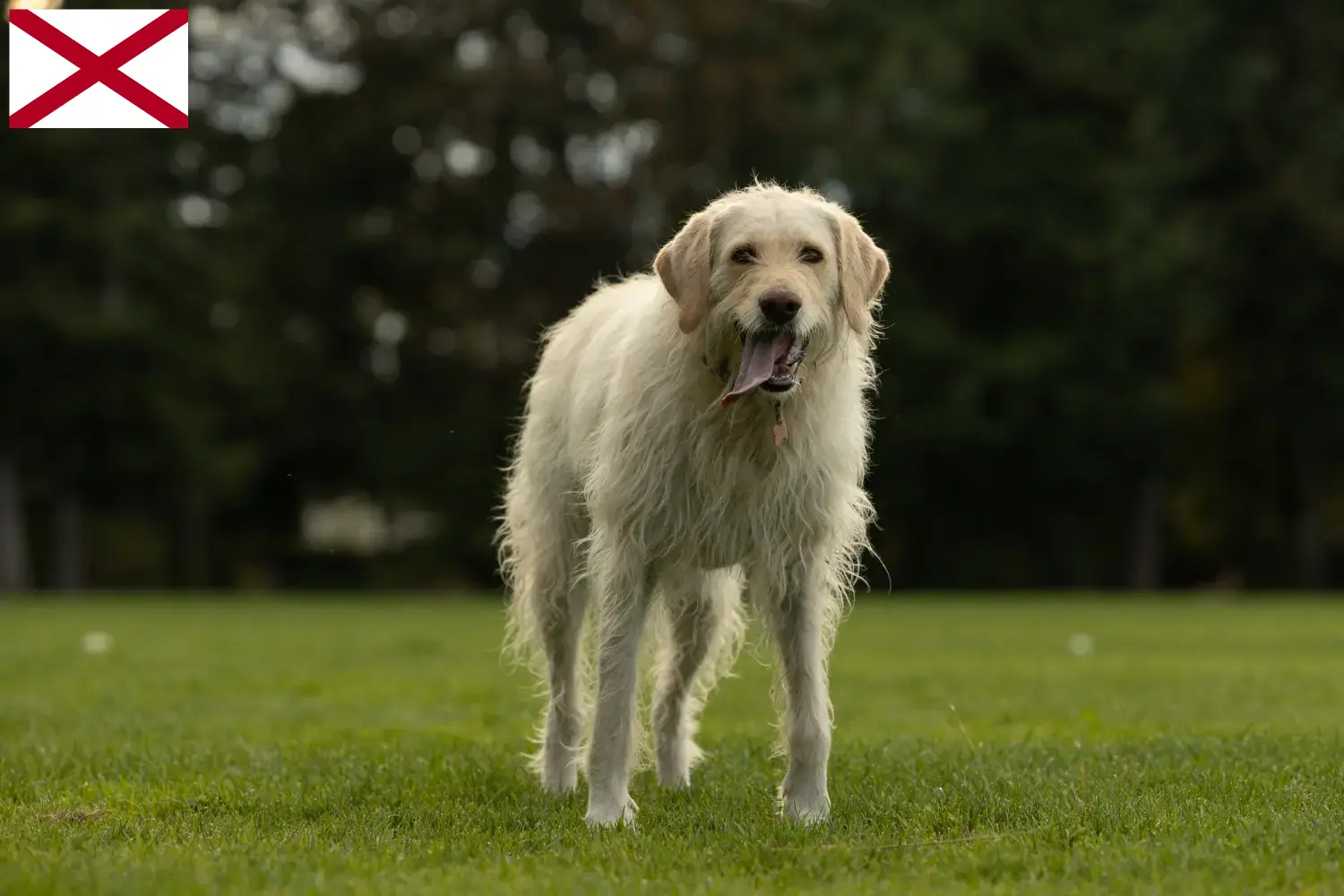 Labradoodle puppies and breeder Alabama Find Labradoodles breeders in Alabama.