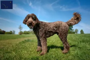 Read more about the article Labradoodle breeders and puppies in Alaska