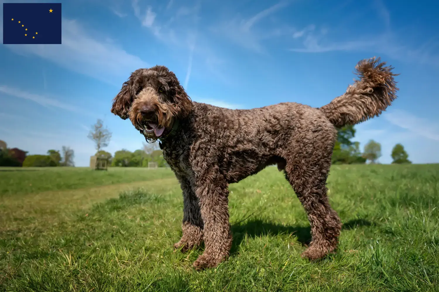 Labradoodle puppies and breeder Alaska Here you can find Labradoodles breeders in Alaska.