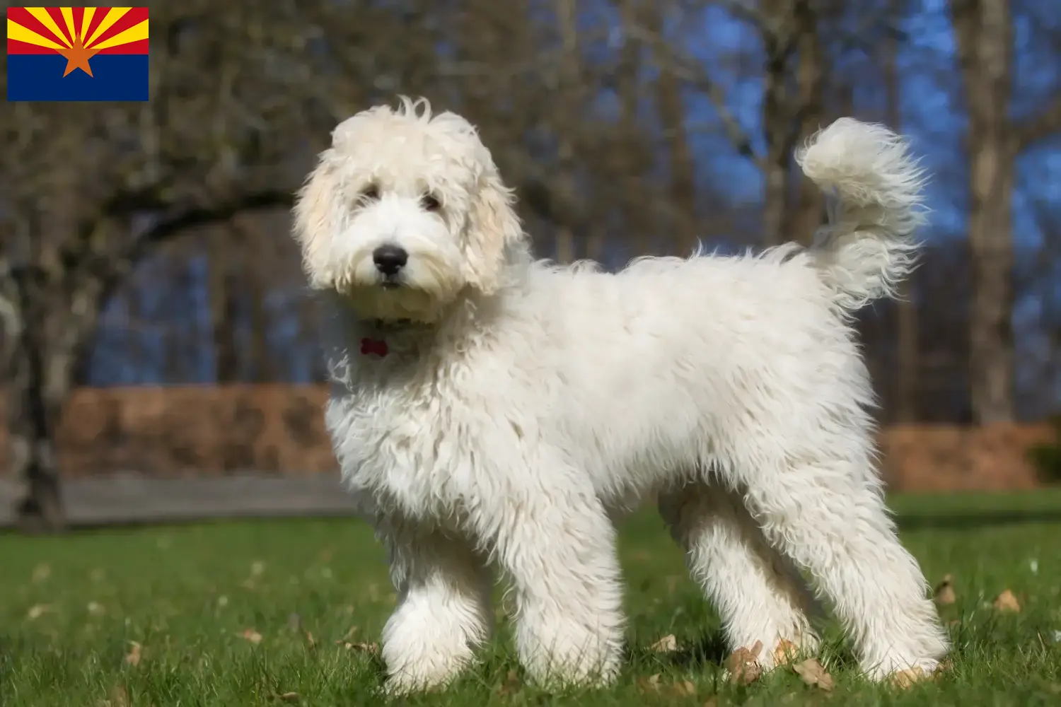 Labradoodle puppies and breeder Arizona Find Labradoodles breeders in Arizona.