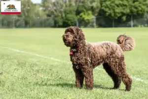 Read more about the article Labradoodle breeders and puppies in California