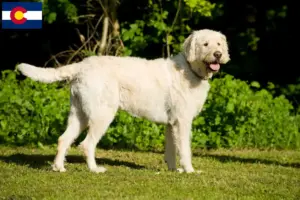 Read more about the article Labradoodle breeders and puppies in Colorado