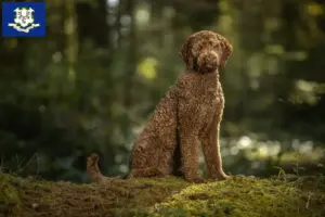 Read more about the article Labradoodle breeders and puppies in Connecticut