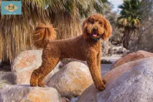 Read more about the article Labradoodle breeders and puppies in Delaware