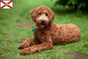 Read more about the article Labradoodle breeders and puppies in Florida
