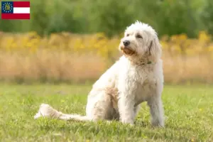 Read more about the article Labradoodle breeders and puppies in Georgia