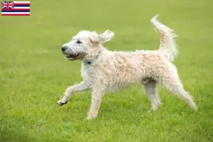 Read more about the article Labradoodle breeders and puppies in Hawaii