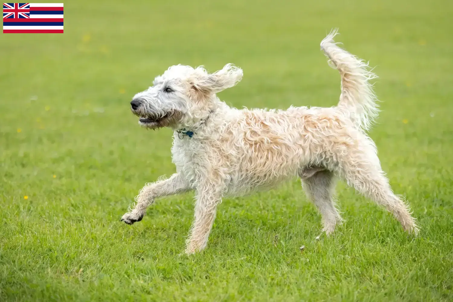 Labradoodle puppies and breeders Hawaii Here you can find Labradoodles breeders in Hawaii.
