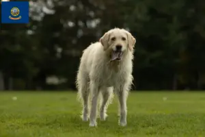 Read more about the article Labradoodle breeders and puppies in Idaho