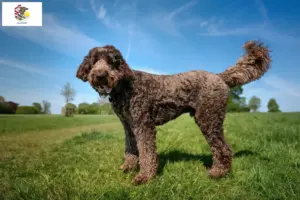 Read more about the article Labradoodle breeders and puppies in Illinois