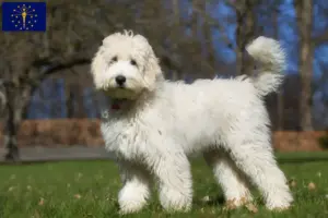 Read more about the article Labradoodle breeders and puppies in Indiana