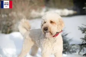 Read more about the article Labradoodle breeders and puppies in Iowa