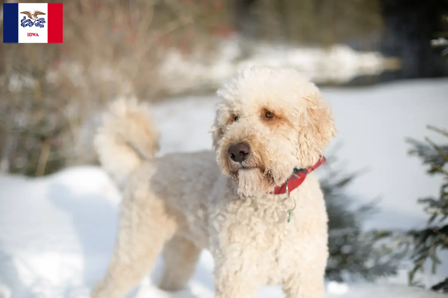Labradoodle puppies and breeders Iowa Find Labradoodles breeders in Iowa.