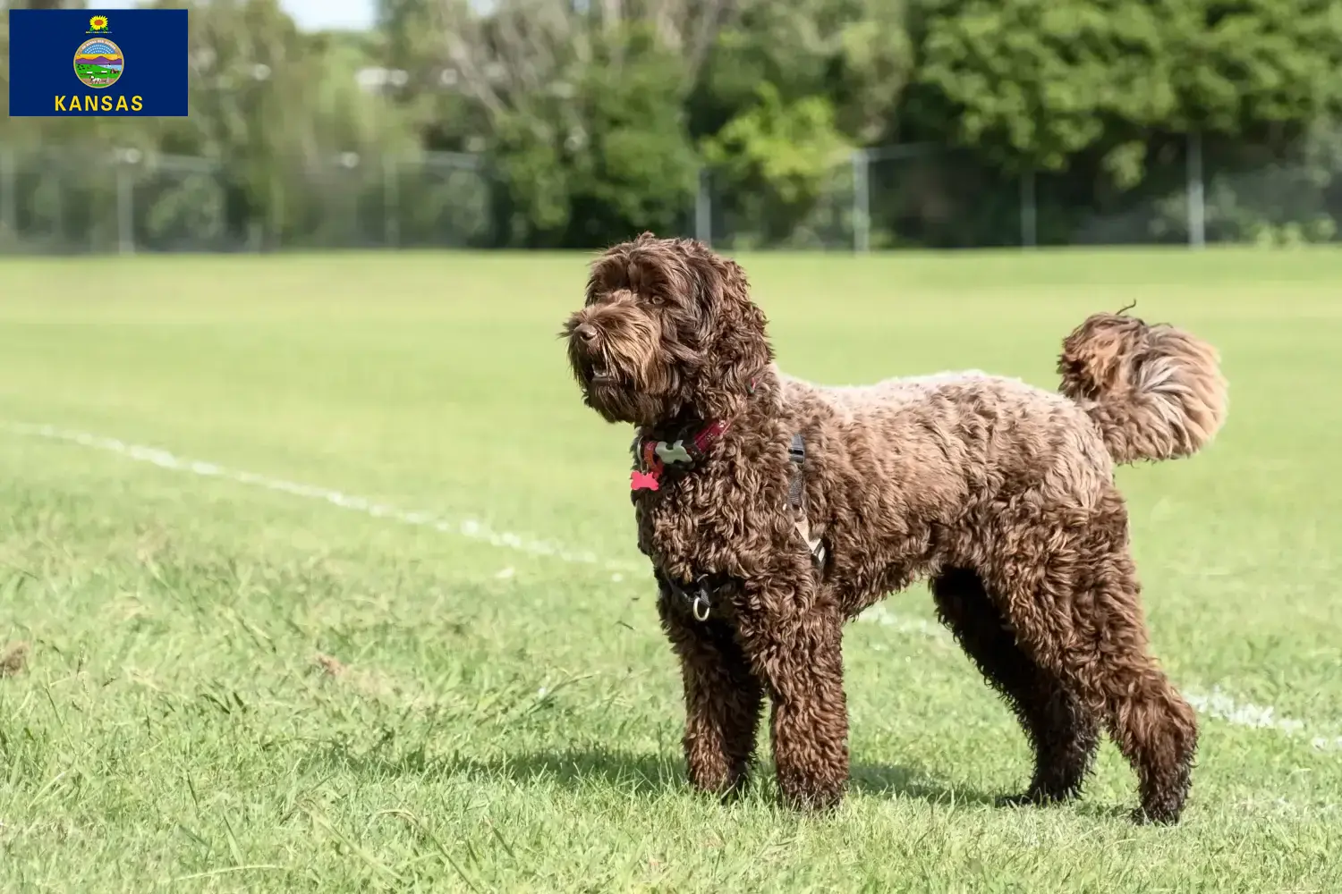 Labradoodle puppies and breeder Kansas Find Labradoodles breeders in Kansas here.