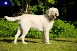 Read more about the article Labradoodle breeders and puppies in Kentucky