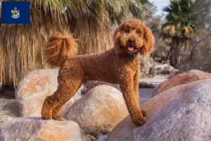 Read more about the article Labradoodle breeders and puppies in Maine