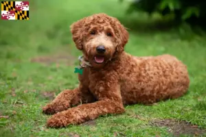 Read more about the article Labradoodle breeders and puppies in Maryland