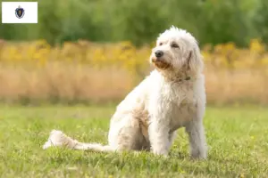 Read more about the article Labradoodle breeders and puppies in Massachusetts