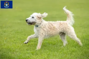 Read more about the article Labradoodle breeders and puppies in Michigan