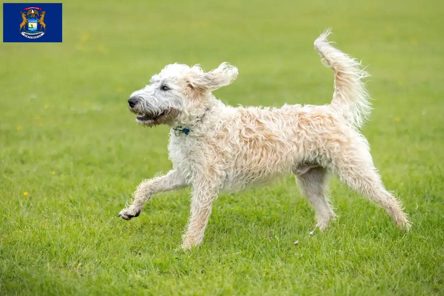 Labradoodle puppies and breeders Michigan Find Labradoodles breeders in Michigan.