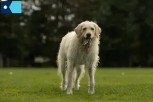 Read more about the article Labradoodle breeders and puppies in Minnesota