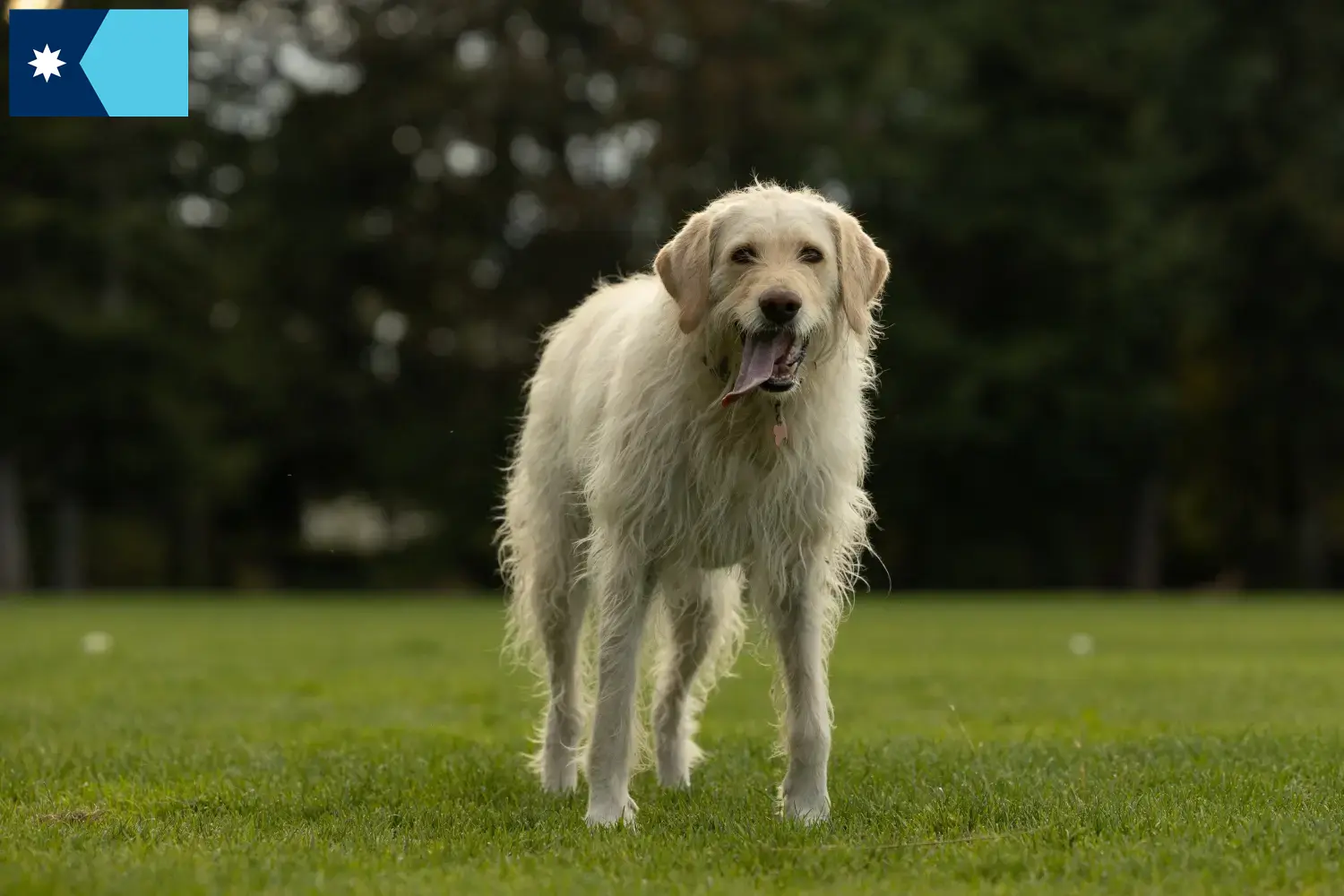 Labradoodle puppies and breeders Minnesota Find Labradoodles breeders in Minnesota.