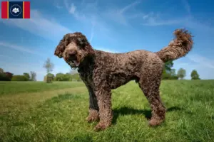 Read more about the article Labradoodle breeders and puppies in Mississippi