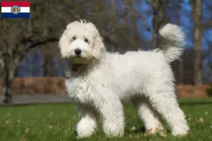 Read more about the article Labradoodle breeders and puppies in Missouri