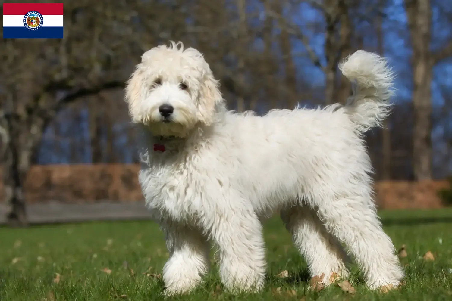 Labradoodle puppies and breeders Missouri Find Labradoodles breeders in Missouri here.