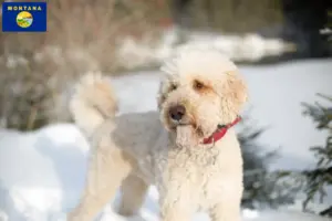 Read more about the article Labradoodle breeders and puppies in Montana