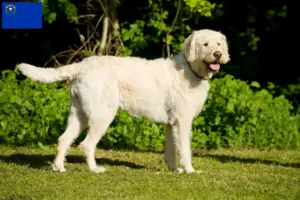 Read more about the article Labradoodle breeders and puppies in Nevada