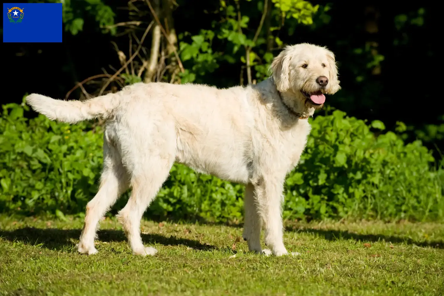 Labradoodle puppies and breeder Nevada Find Labradoodles breeders in Nevada.