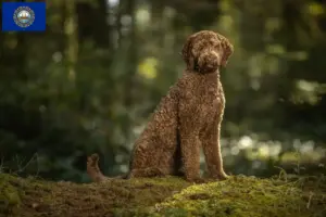 Read more about the article Labradoodle breeders and puppies in New Hampshire