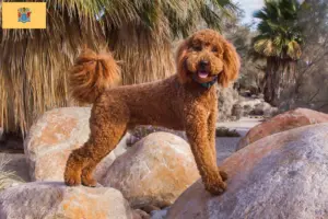 Read more about the article Labradoodle breeders and puppies in New Jersey