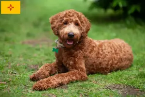 Read more about the article Labradoodle breeders and puppies in New Mexico