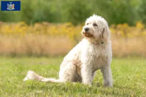 Read more about the article Labradoodle breeders and puppies in New York