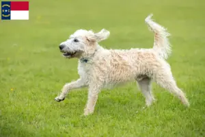 Read more about the article Labradoodle breeders and puppies in North Carolina