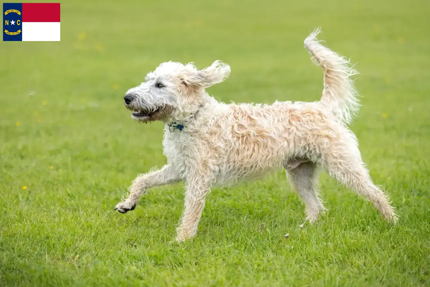 Labradoodle puppies and breeders North Carolina Find Labradoodles breeders in North Carolina.
