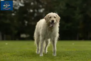 Read more about the article Labradoodle breeders and puppies in North Dakota