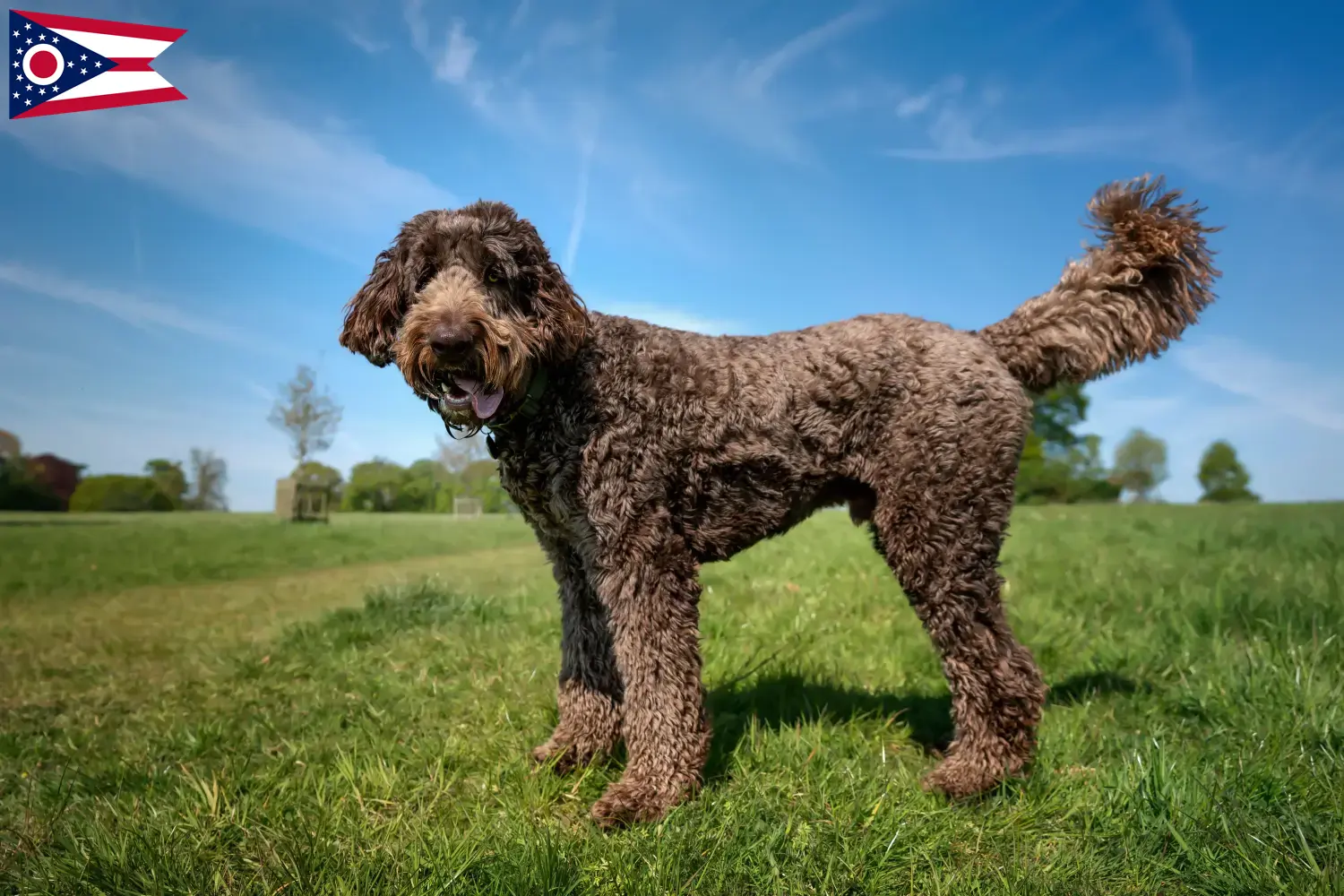 Labradoodle puppies and breeders Ohio Find Labradoodles breeders in Ohio.