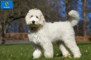 Read more about the article Labradoodle breeders and puppies in Oklahoma