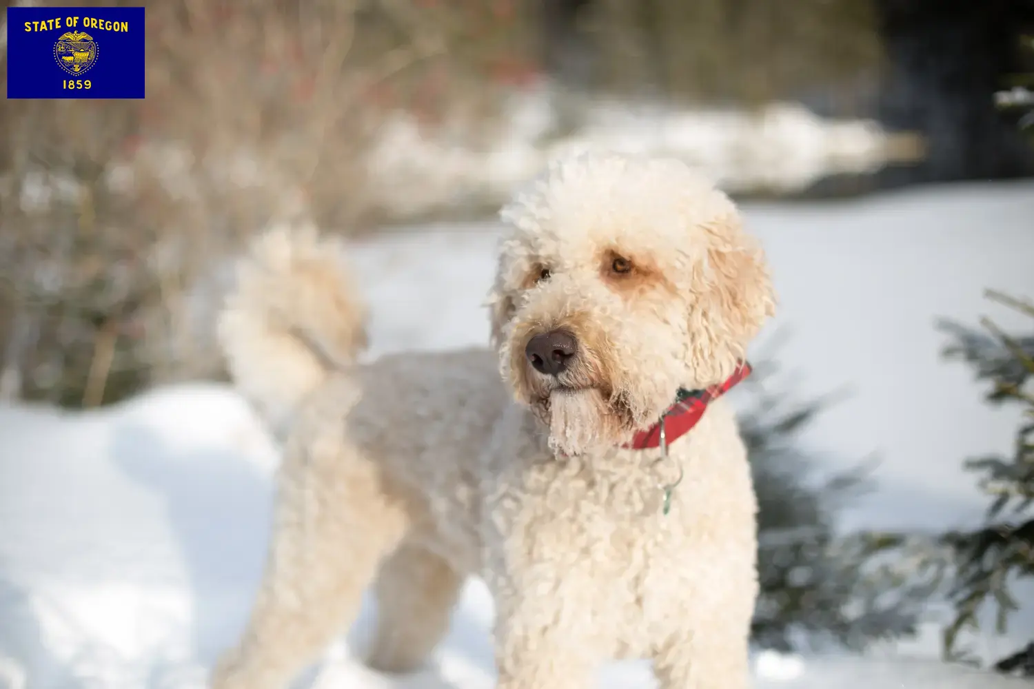 Labradoodle puppies and breeder Oregon Find Labradoodles breeders in Oregon.
