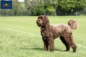 Read more about the article Labradoodle breeders and puppies in Pennsylvania