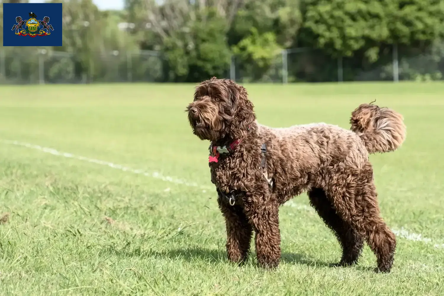 Read more about the article Labradoodle breeders and puppies in Pennsylvania