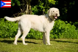 Read more about the article Labradoodle breeders and puppies in Puerto Rico